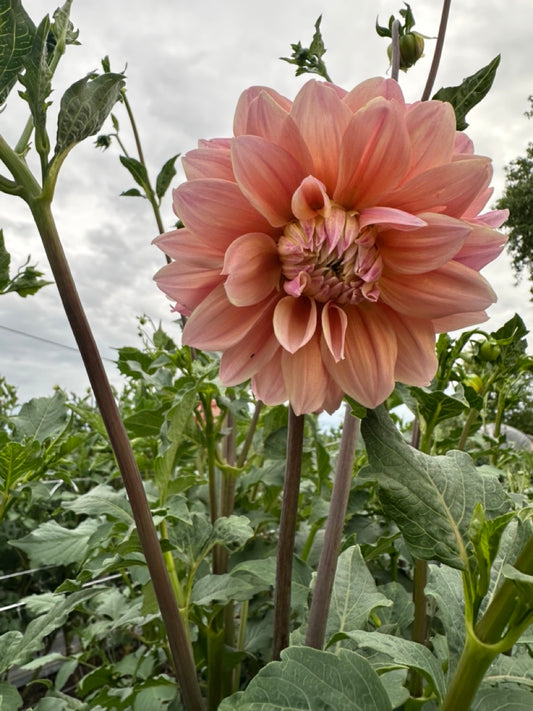 Lee's Sugaree Dahlia