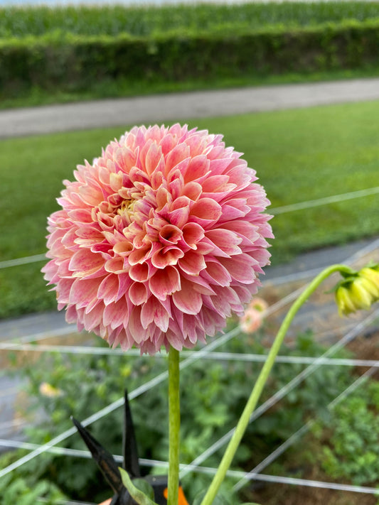 Sweet Suzanne Dahlia