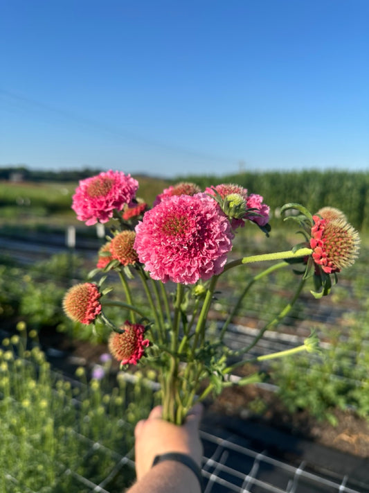 Teaberry Scabiosa