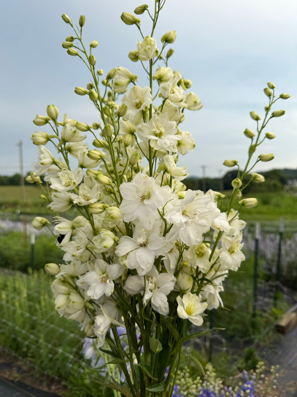 White Delphinium