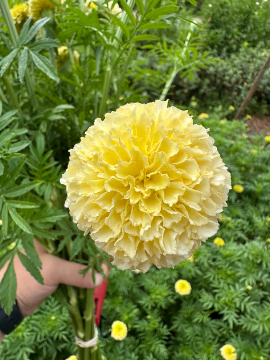 White Swan Marigold