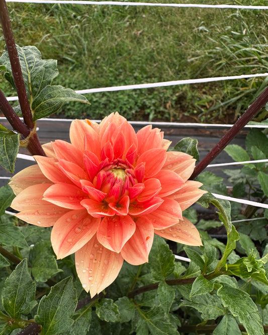 Yvonne Dahlia
