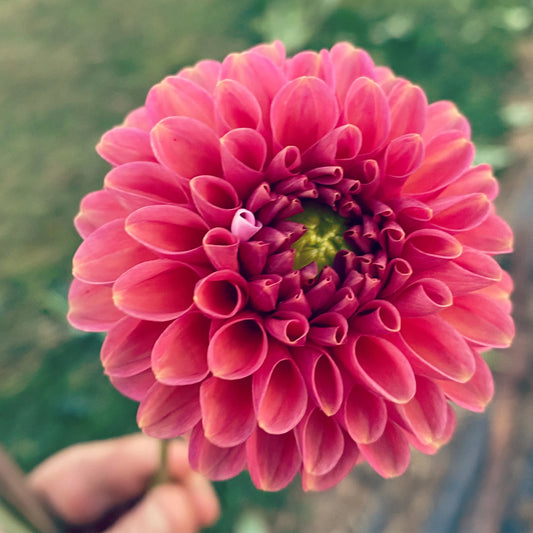 Zundert Mystery Fox Dahlia
