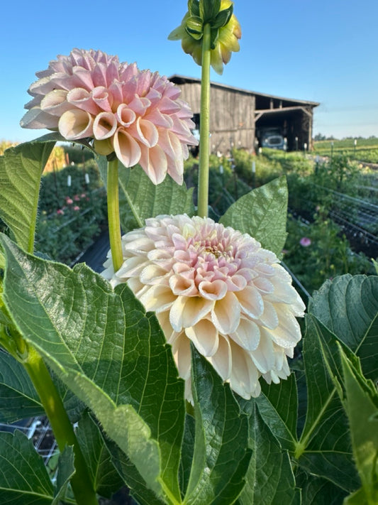 Cinder Rose Dahlia - LIMITED