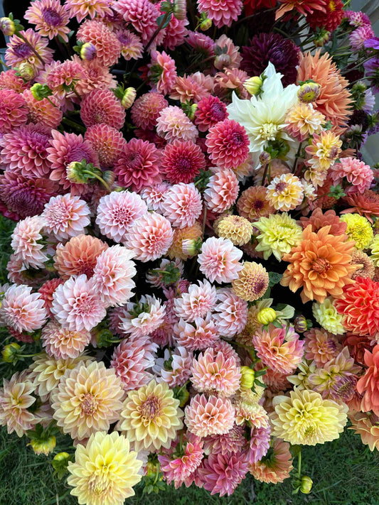 Mixed Dahlias