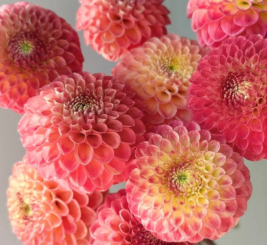 Snoho Doris Dahlia