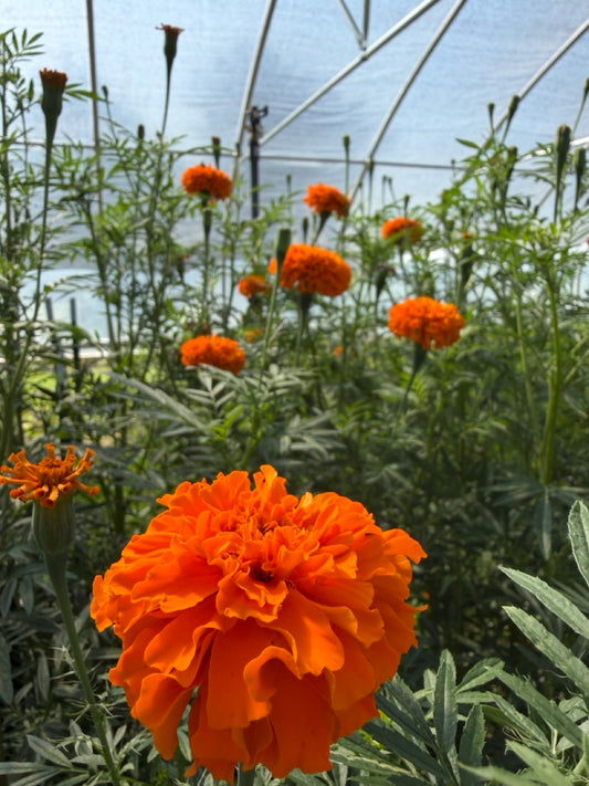 Giant Orange Marigolds
