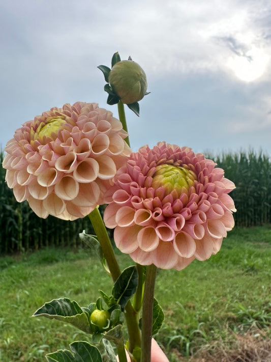 KA's Honeycomb Dahlia