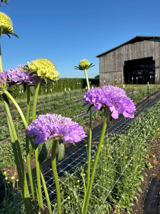 Lavender Scabiosa