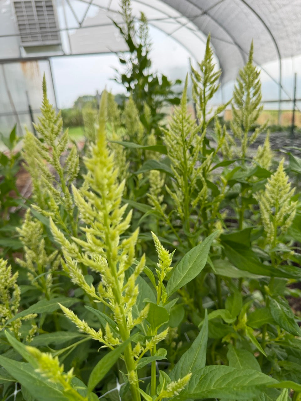 Lime Celosia