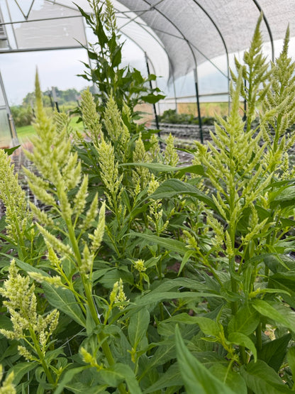 Lime Celosia