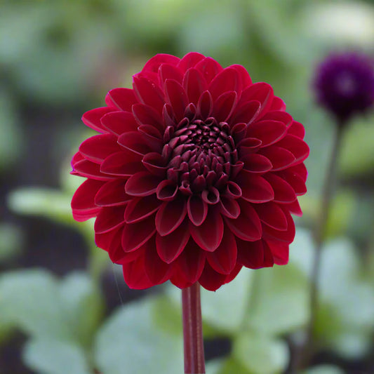 Night Queen Dahlia