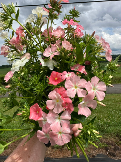 Phlox of Sheep