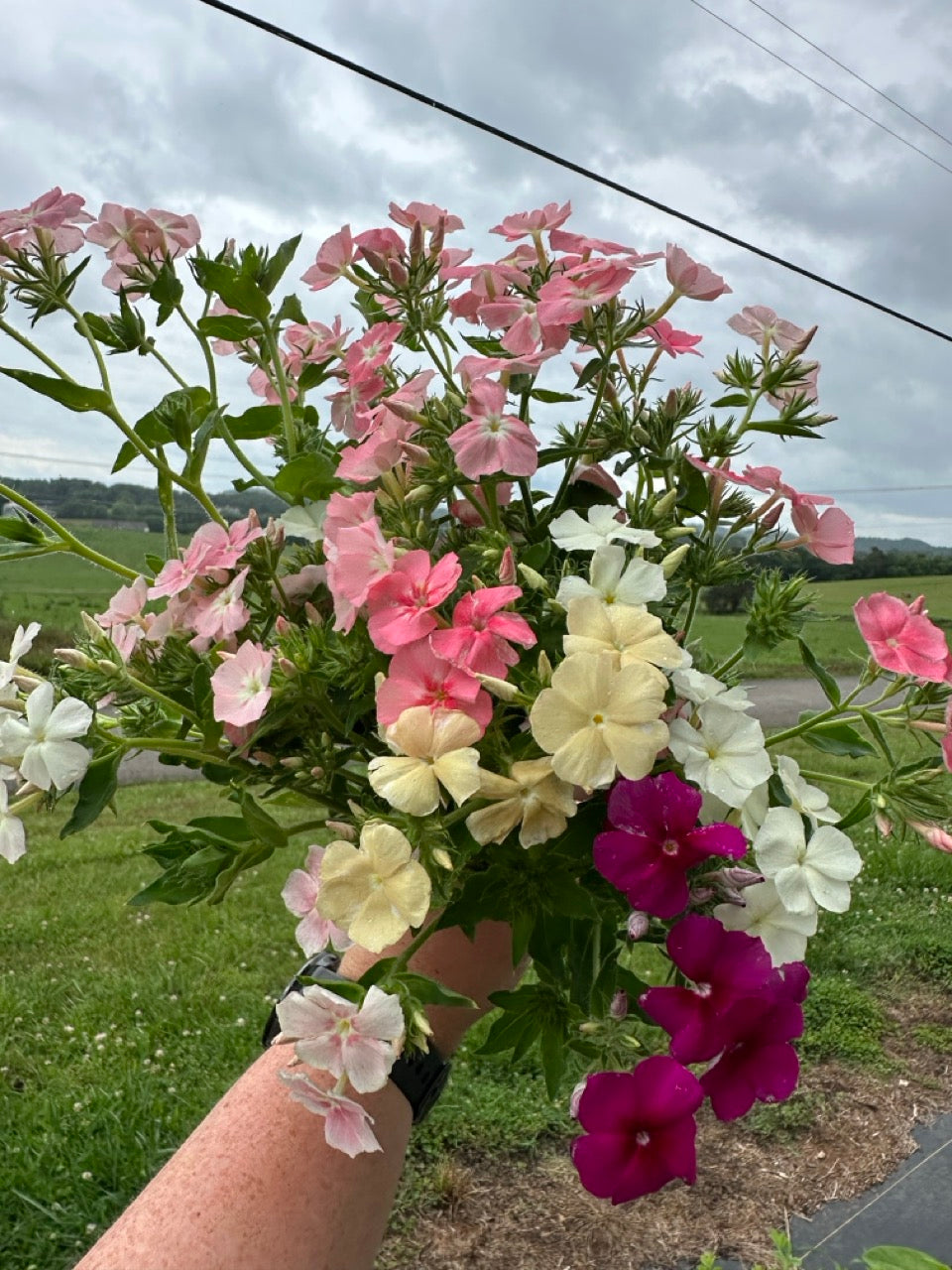 Phlox of Sheep