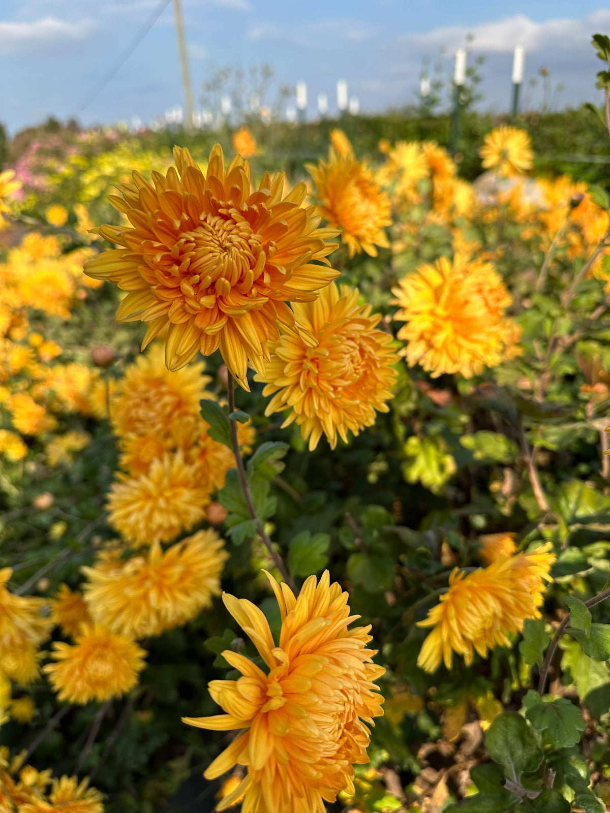 Pumpkin Eyes Chrysanthemum