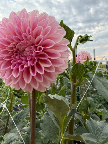 Lee's Saltwater Taffy Dahlia