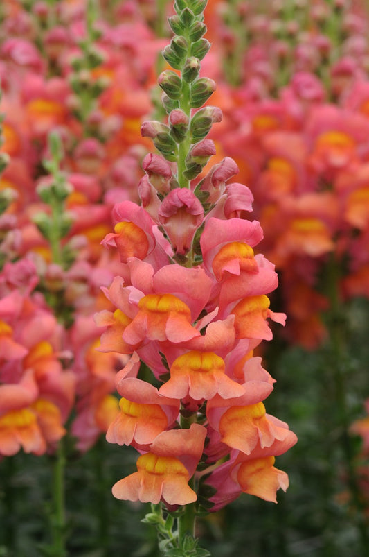 Orange Snapdragon