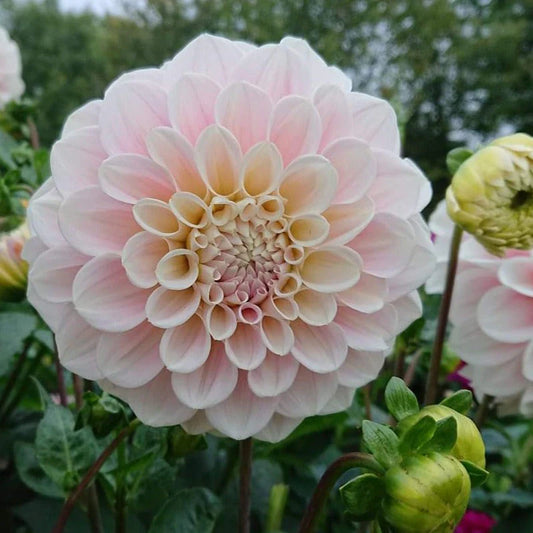 Sweet Nathalie Dahlia