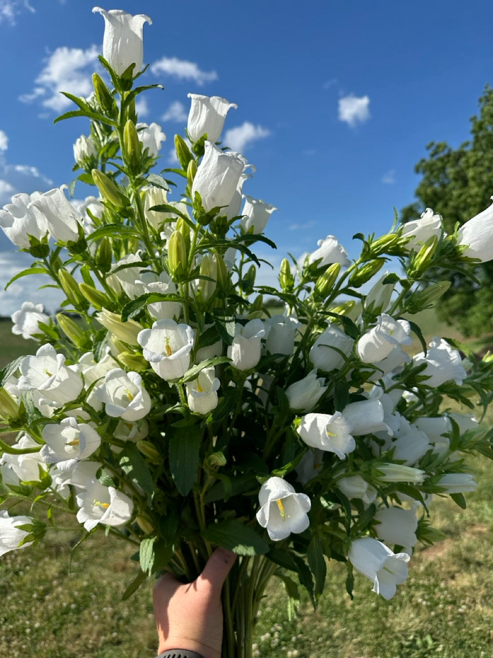 White Campanula