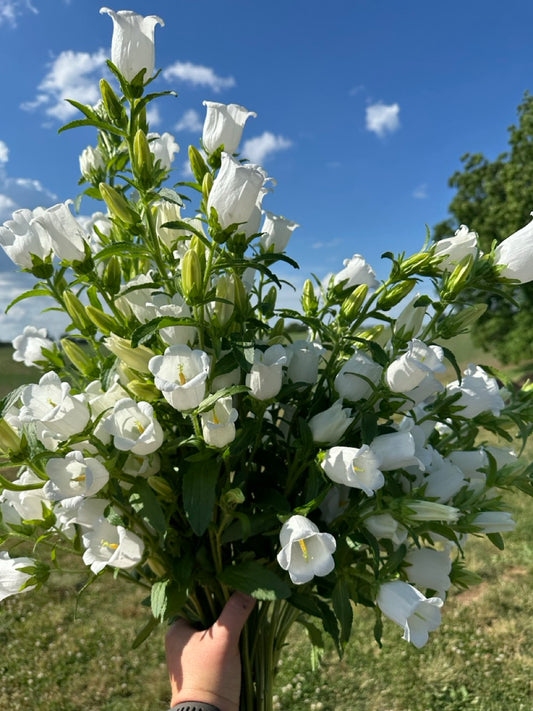 White Campanula