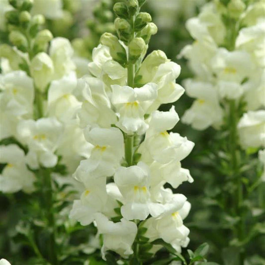 Ivory Snapdragon